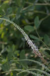 Culver's root